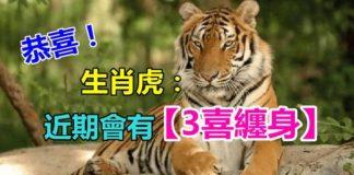 恭喜!生肖虎:近期會有「3喜纏身」大喜難逃 財氣爆棚「好運難擋」家裡有的快接住