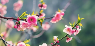 4月11日起,喜事連擋不住,財運大爆發!這3大生肖賺錢賺爽