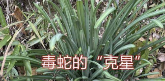 大伯捕蛇20年,總結出:蛇就怕這2種花,家裡養幾棵,蛇不敢進家門