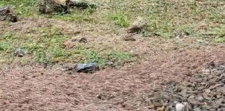 苗栗驚見「上萬隻馬陸」竄出地表! 集體大遷徙「畫面曝光」網憂:大地震前兆?