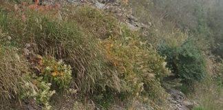 衝武嶺跑山!沿途見「2串香蕉+2條魚」擺出奇特陣法 網友馬上勸「千萬別跑快閃」:秒被纏上
