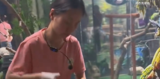 鵜鶘「生吞小黃同事」!飼育員當場強制撈出「同事一臉呆」:剛剛誰關燈了?