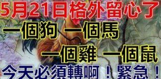 5月21日要格外留心了,一個狗,一個馬,一個雞,一個鼠必轉啊