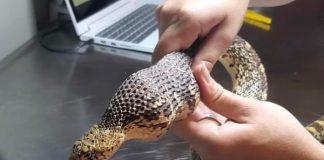 蛇蛇想偷吃蛋「糗卡雞舍欄杆」!獸醫幫救援一擠竟「滾出這兩粒」尷尬:吃錯了啦