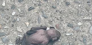 超迷你烤雞?路上看到「無毛黑黑怪生物」 專家一看急喊「不要用手碰」:可能會致命