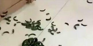 客人不小心撞到「玉鐲破碎一地」!店家怒吼「傾家蕩產你也賠不起」不久後卻換老闆臉綠了