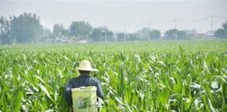 大媽偷吃玉米「食物中毒住院」慘噴5萬醫藥費 「家屬氣炸告農地主」法院結果出爐